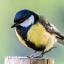 Blaumeise