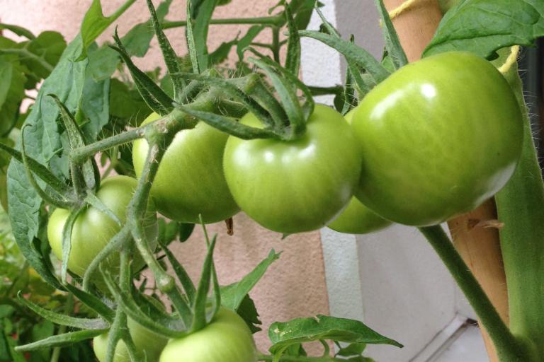 Langsam reifen die Tomaten an der warmen Hauswand.