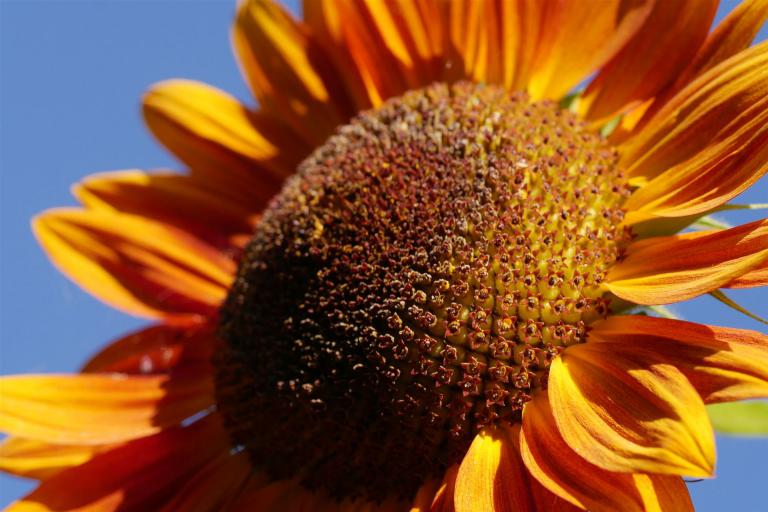 Die Sonnenblumen zeigen sich in ganzer Pracht.